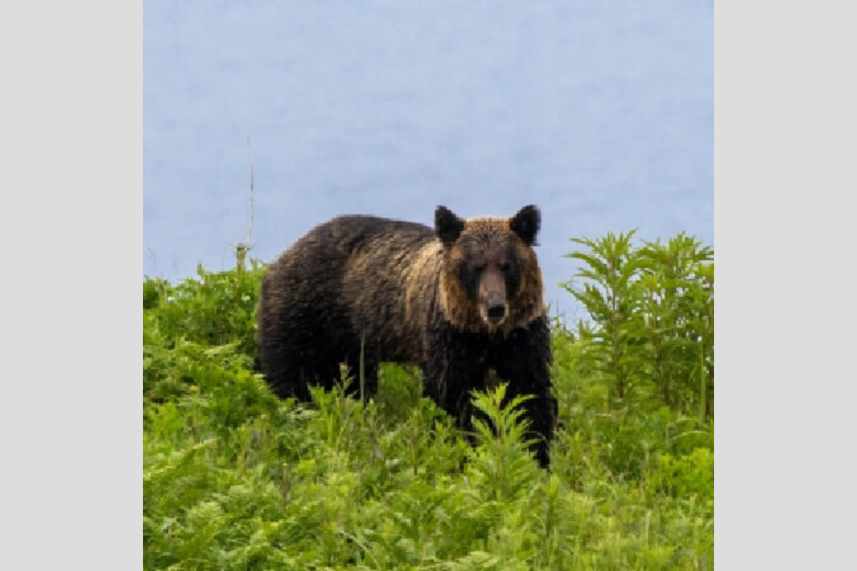 北海道で飼い犬がヒグマの餌食に それでも発砲できない 狩猟免許 の死角 Asagei Biz アサ芸ビズ