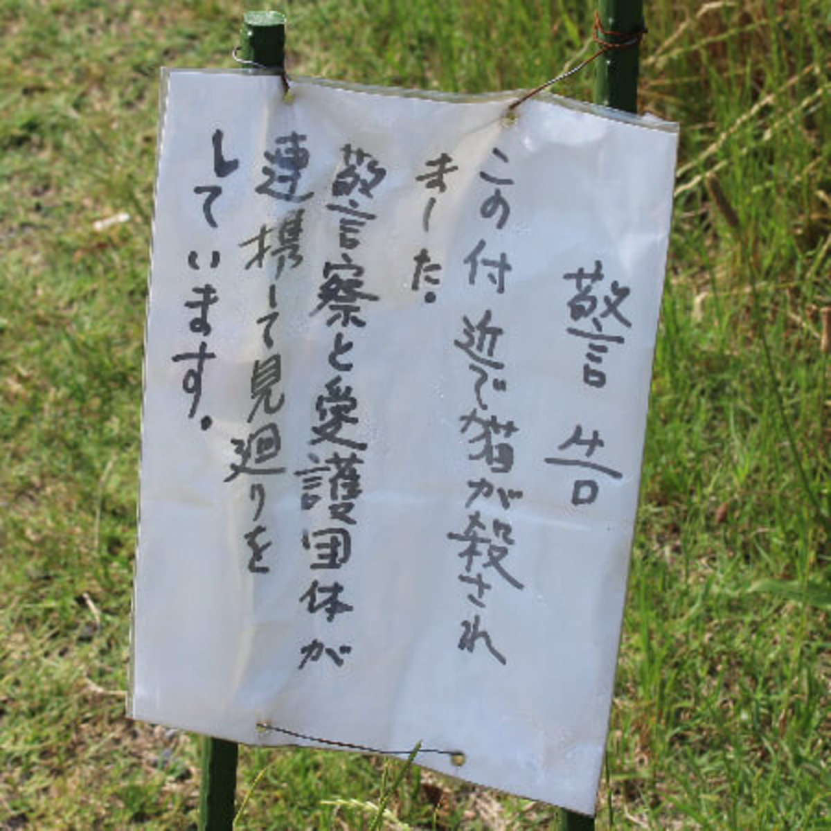 多摩川河川敷で目撃された 猫殺し の実態 ジジイがゴルフクラブで Asagei Biz アサ芸ビズ