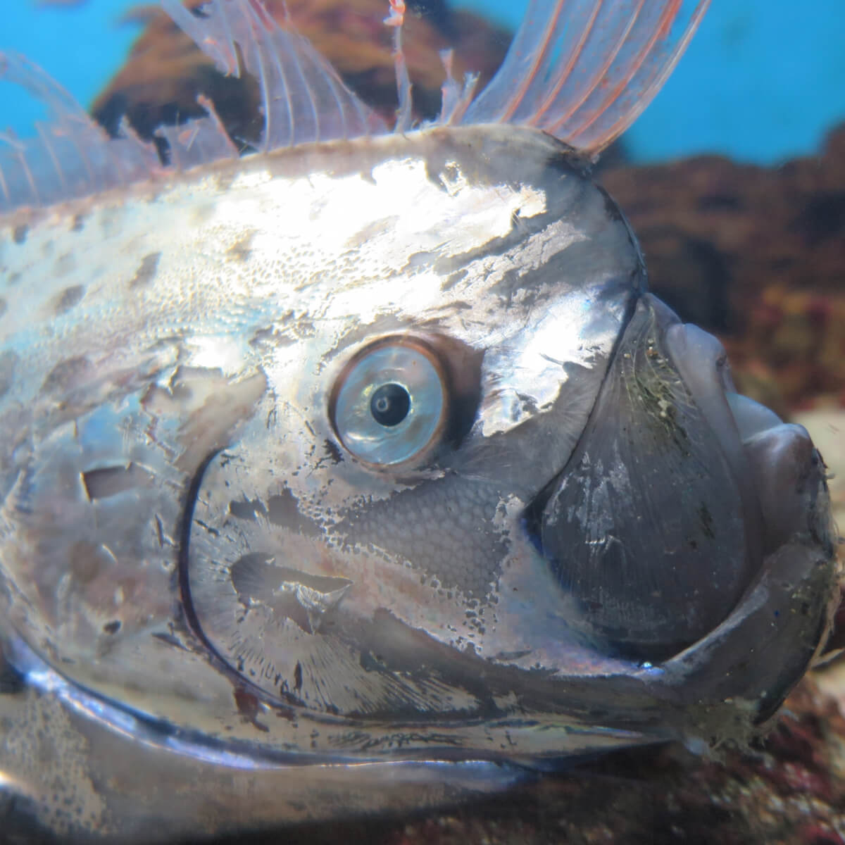 気候変動の影響 リュウグウノツカイより珍しい深海魚が続々捕獲のナゾ Asagei Biz アサ芸ビズ