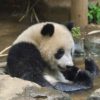 上野動物園「シャンシャン」返還日決定で始まる「観覧権」争奪バトル！