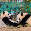 上野動物園の「ふたごパンダ」を今すぐ見に行くべき理由