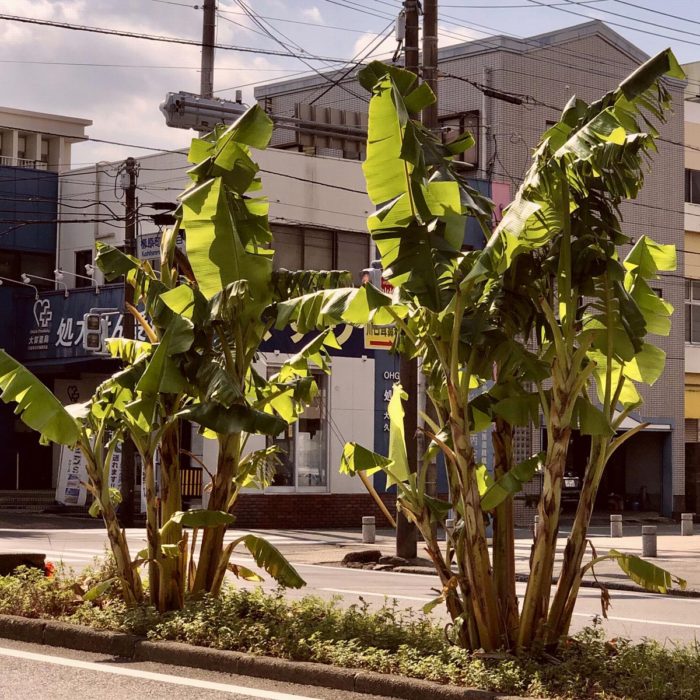 久留米市の中央分離帯バナナ