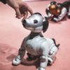 ソニーが「aiboの里親」を募集開始、ロボットペットの「譲渡事情」
